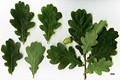 SpeciesSub: Fastigiata Group'Cupressoides SpeciesSub: Fastigiata Group'Cupressoides